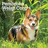 Pembroke Welsh Corgis 2020 12 x 12 Inch Monthly Square Wall Calendar, Animals Dog Breeds by 