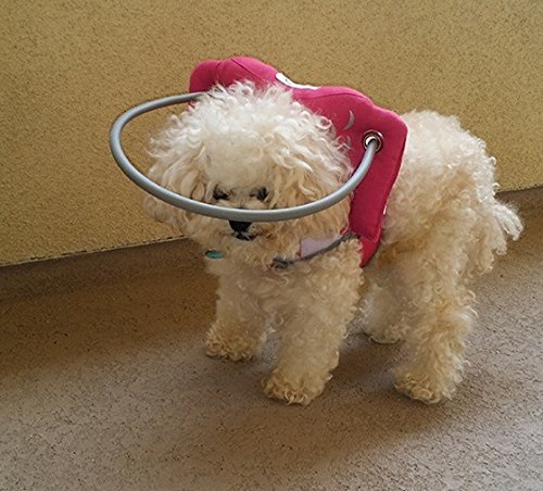 angel wings for blind dogs