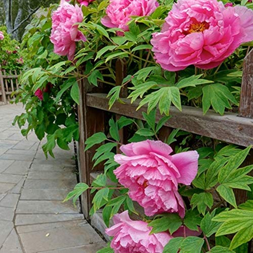 4 Double Dutch Mixed Peonies Perennials Flower Bulbs Fragrant, Easy