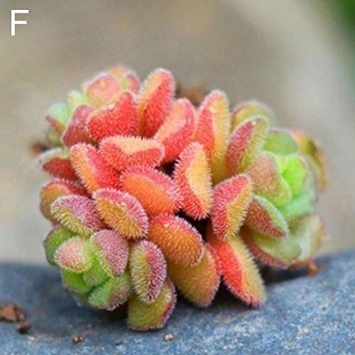 scgtpapadc 200Pcs Aquarium Aquatic Plant Pistia Stratiotes Seeds Pool Fish Tank Pond Decor - 200pcs Pistia Stratiotes Seeds Plant Seeds Flower Seeds - Thumbnail 7