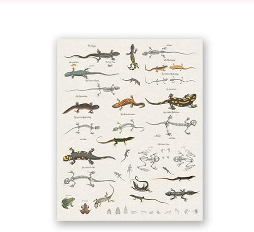 Amazon Artaslf トカゲチャートプリント爬虫類自然史教育ポスター教室の装飾動物動物学キャンバス絵画絵50 70cm 非フレーム アートフレーム ポスター オンライン通販