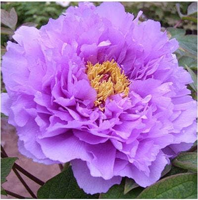 Amazon 熱い販売25色選択可能な本格的な中国の牡丹の花の種鉢植えの花盆栽植物牡丹の種10個 袋 花