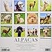 Alpacas 2019 Wall Calendar