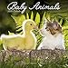 Cute Animal Calendar - Cute Animals Wall Calendar - Baby Animals Calendar - Calendars 2019 - 2020 Wa by