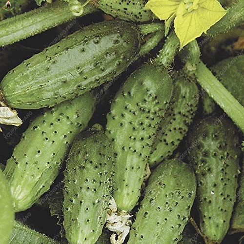 Pinkdose Pepino 100 Unids Plantas Bonsai Huerto En Casa Fruta ...