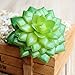 Khalee Mixed Artificial Succulent Plants Fake Succulents, (12 Different PCS, Random)