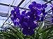 T-4892 Vanda Pachara Delight 'Pachara' (4 inch basket --1-2 years to bloom)