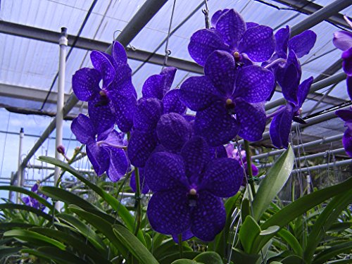 T-4892 Vanda Pachara Delight 'Pachara' (4 inch basket --1-2 years to bloom)