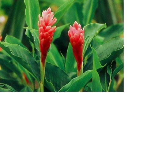 Ginger Hawaiian Pink Roots - 8 Starter Roots Ginger Hawaiian Pink Roots - 8 Starter Roots
