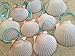 White Scallop Seashell Christmas Ornaments (Set of 10)
