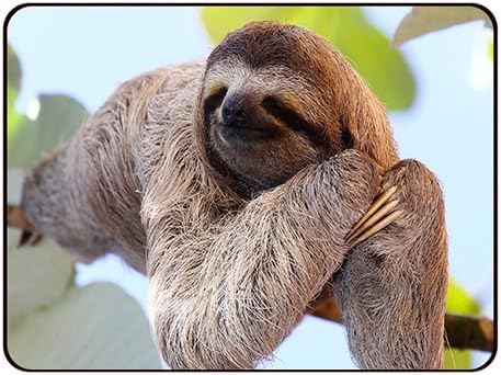 PEDEA Design Mouse Pad, Chilling Sloth, 220L x 180W mm - Image 3