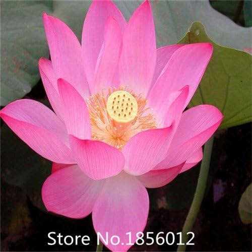 Amazon Com 10pcs 10 Kinds Bowl Lotus Seeds Bonsai Lotus Flower Seeds Plants Water Lily Lotus Seed Aquatic Plants How To Plant Home Garden B Garden Outdoor