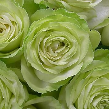 Amazon バラ 苗 ロサオリエンティス Wakana わかな Fl 中輪 四季咲き 2年生 接ぎ木大苗 花