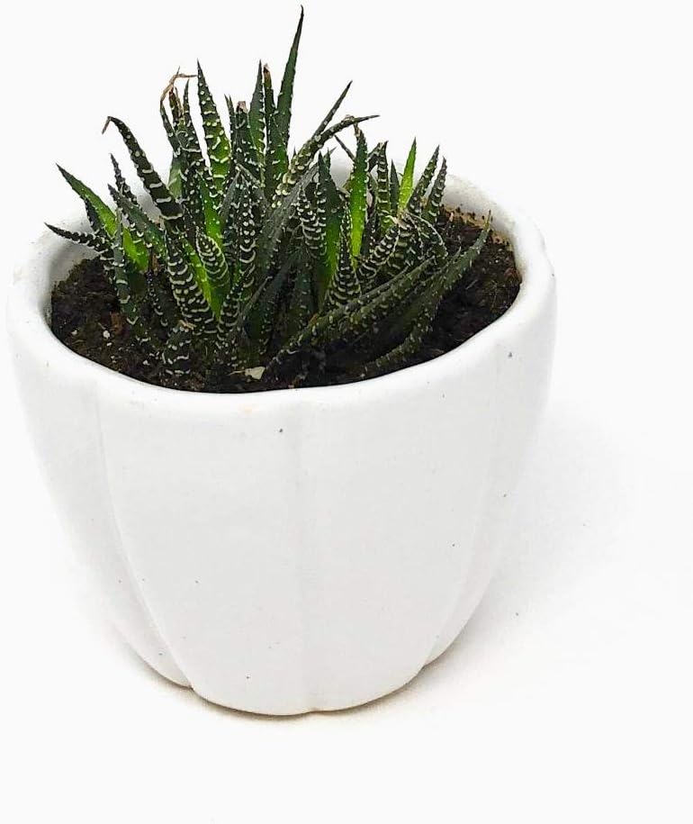 MONEZAA Handmade Lotus Round Bucket Style Dew Design Ceramic Pot Indoor Outdoor, Plants,Flower,Home,Garden,Office Deco,Succulents (Color: White) (H:8.3 cm, D:10.2 cm)