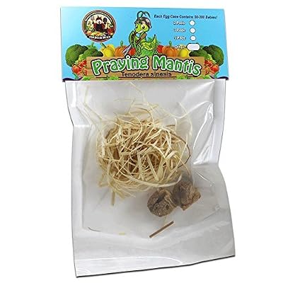 Bug Sales 1,500 Live Ladybugs &amp;amp;amp; 2 Praying Mantis Eggs in Pouch with Ladybug Poster