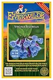 Everwilde Farms - 20 Virginia Bluebells Native