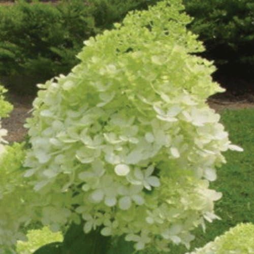 Hydrangea paniculata ‘Limelight’ 15cm Pot Size BigaMart