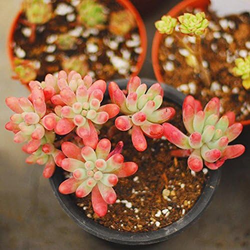 Dreamall 100pcs Seeds Succulent Flower Pseudotruncatella Living Stone Bonsai Mini P Cacti & Succulents