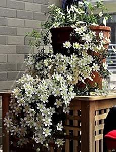 Perennial Grass Paspalum Notatum Seeds 600pcs, Landscape Used Pensacola