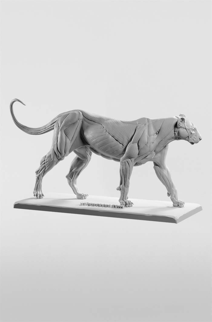 3dtotal Anatomy: Feline figure