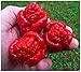 The Best Seller Vegetable seeds Carolina Reaper Pepper 100 seeds