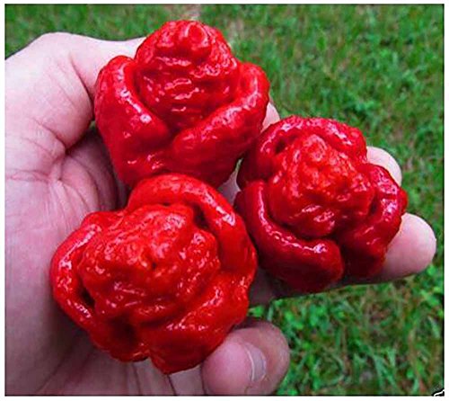 The Best Seller Vegetable seeds Carolina Reaper Pepper 100 seeds The Best Seller Vegetable seeds Carolina Reaper Pepper 100 seeds