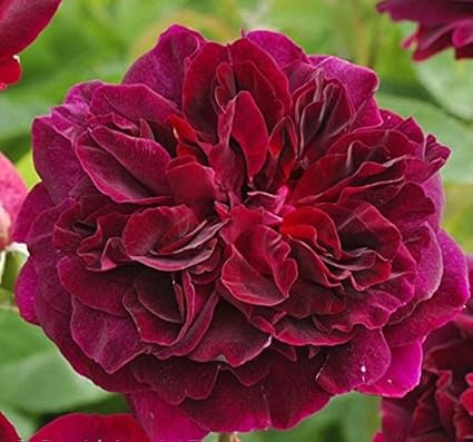 Munstead Wood® Strauchrose