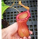 Carnivorous Tropical Pitcher Plant - Nepenthes Ventricosa - 3" Pot