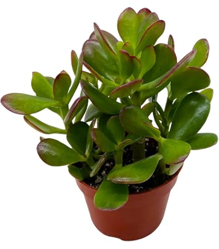 Amazon.com : Jade Plant Commonly Known as Lucky Plant or Money Plant (Live  Bareroot Plant) : Succulent Plants : Patio, Lawn & Garden