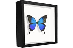 TouYinger 5x5 Small Shadow Box Frame Display Case , Display Case Box for Memorabilia, Medal, Wedding Memories, Crafts, Ticket
