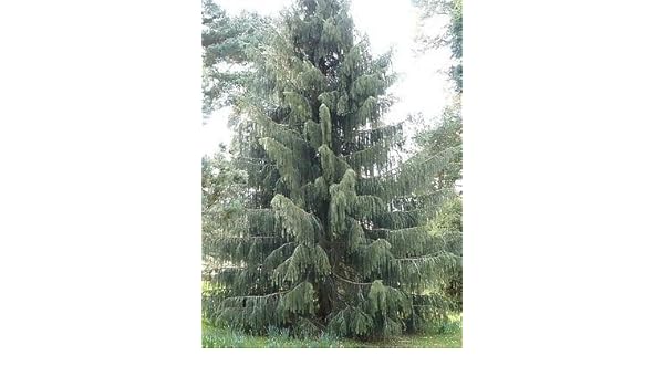 Amazon Com Picea Breweriana Brewers Spruce Tree Seeds Garden