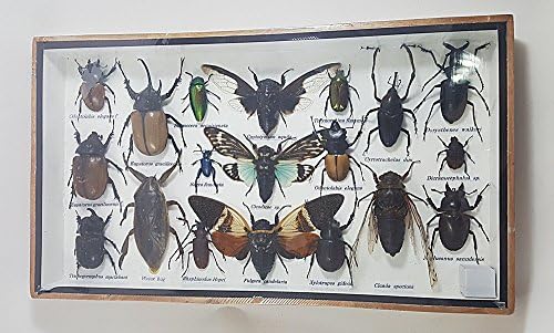 Angelwing Real Beetles Mix Specimen Big Assorted Mounted Bug Insect Taxidermy Entomology Display Wooden Box