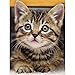 FuigeBach 5D Cat Diamond Painting Kits for Adults Full Drill DIY Animal Diamond Painting by Number Kits Crystal Rhinestone Embroidery Cross Stitch Arts Craft for Home Wall Decor Gifts
