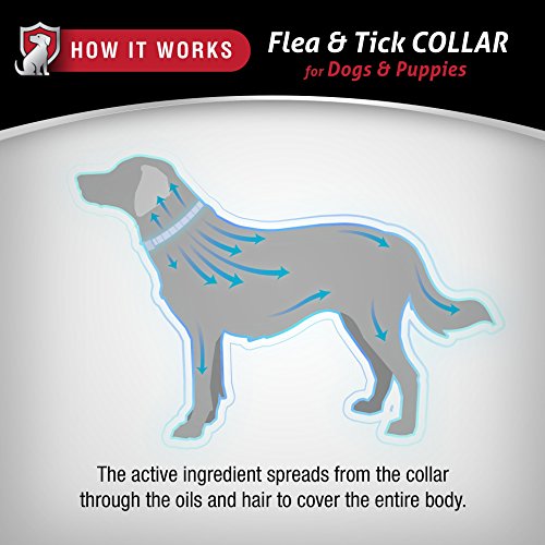 Direct Protect Plus Flea & Tick Collars for Dogs & Puppies - Thumbnail 7