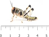 livefoods4u Live Locusts Large x 100 Reptile Live Food 20-35mm view 3