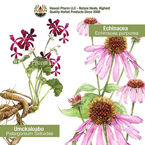 Natural-Immune-Support-Supplement-Tincture-of-Quina-OSHA-Echinacea-Lomatium-Forsythia-Cats-Claw-PAU-dArco-Turmeric-Umckaloabo-Ginseng-Bupleurum-and-Other-Herbs-2-oz