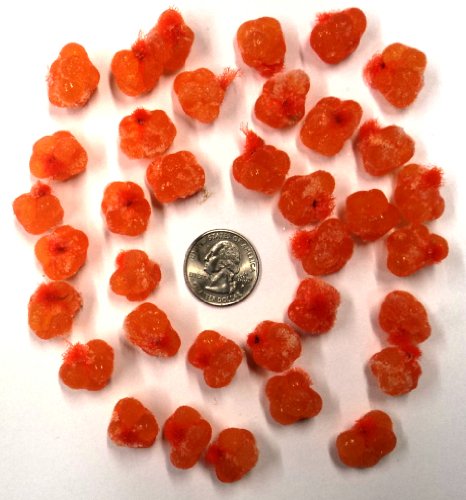 Orange Spawn Sacs; 36 Sacs; Harvested/Processed in Michigan; Certified; #SS12VOR