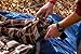 TETON Sports Celsius XL 0F Sleeping Bag; Great for Family Camping; Free Compression Sack, Blue - Right Zip