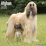 Afghan Calendar - Dog Breed Calendars - 2019 - 2020 Wall Calendars - 16 Month by Avonside by 