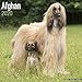 Afghan Calendar - Dog Breed Calendars - 2019 - 2020 Wall Calendars - 16 Month by Avonside by 