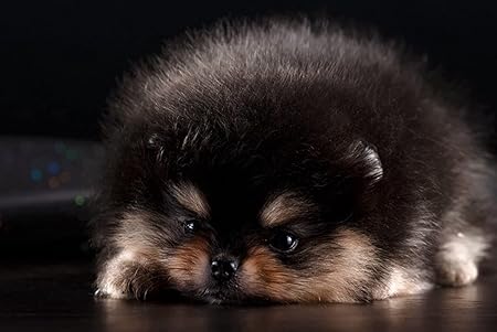 Amazon Co Jp A3 ポスター スピッツ子犬犬毛皮かわいい 壁紙ウォールステッカーポスター A3 4x297mm Generic