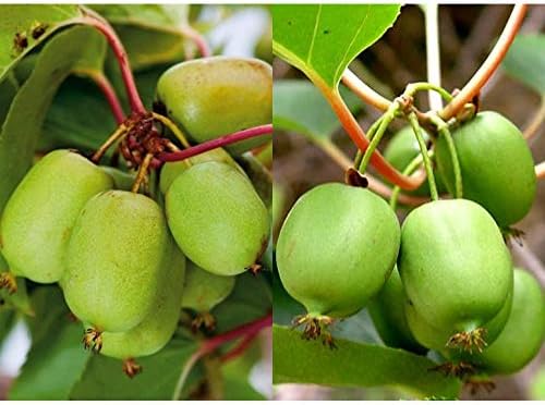 ベビーキウイ エルダーとスイートグリーン2種セット 果樹苗9cmポット エルダー1個スイートグリーン1個 即出荷