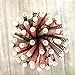 Casino Night Theme Chevron and Card Design Paper Straws - Red Black White - 7.75 Inches - Pack of 100 - Outside the Box Papers Brand