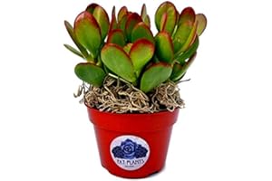 Fat Plants San Diego Succulent Plant(s) Fully Rooted in 4 inch Planter Pots with Soil - Real Live Potted Succulents/Unique Indoor Cactus Decor (1, Crassula Ovata Jade Plant)
