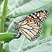 Common Milkweed Seed Balls for Fall Planting (Asclepias syriaca) (20)