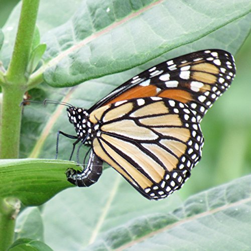 Common Milkweed Seed Balls for Fall Planting (Asclepias syriaca) (20) Common Milkweed Seed Balls for Fall Planting (Asclepias syriaca) (20)