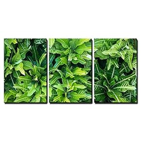 3 Piece Canvas Wall Art - Green Tropical Leaf Pattern Stock, Dominican Republic - Modern Home Art Stretched and Framed Ready to Hang - 16"x24"x3 Panels