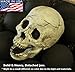 Myard Fireproof Human Fire Pit Skull Gas Log for NG, LP Wood Fireplace, Firepit, Campfire, Halloween Decor, BBQ (White, 1pk)