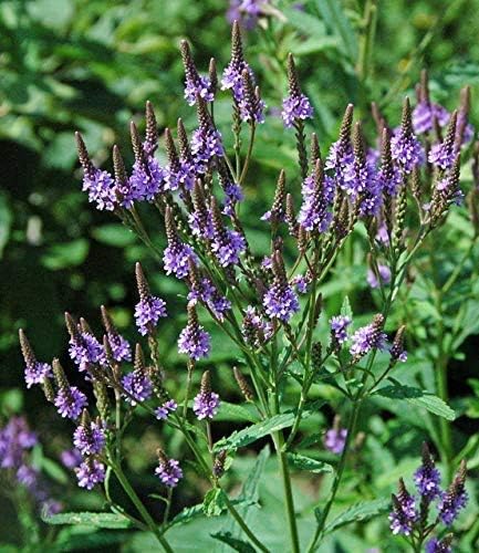 1/4 oz Seeds of Verbena hastata, SIMPLER'S Joy, Blue Vervain