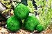 Luffy Marimo Moss Balls - Aesthetically Beautiful & Create Healthy Environment - Eco-Friendly, Low Maintenance & Curbs Algae Growth - Shrimps & Snails Love Them (4 Large)